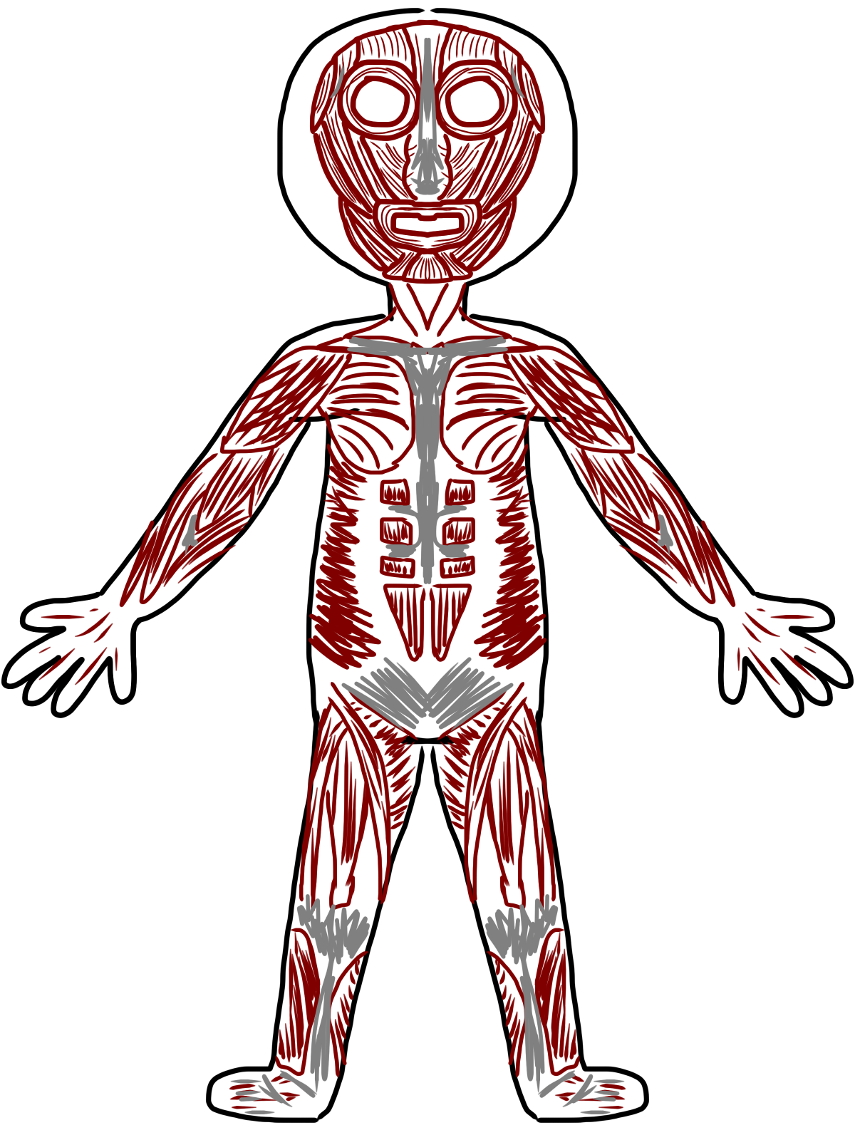 1200x1600 Anatomy Clipart Transparent