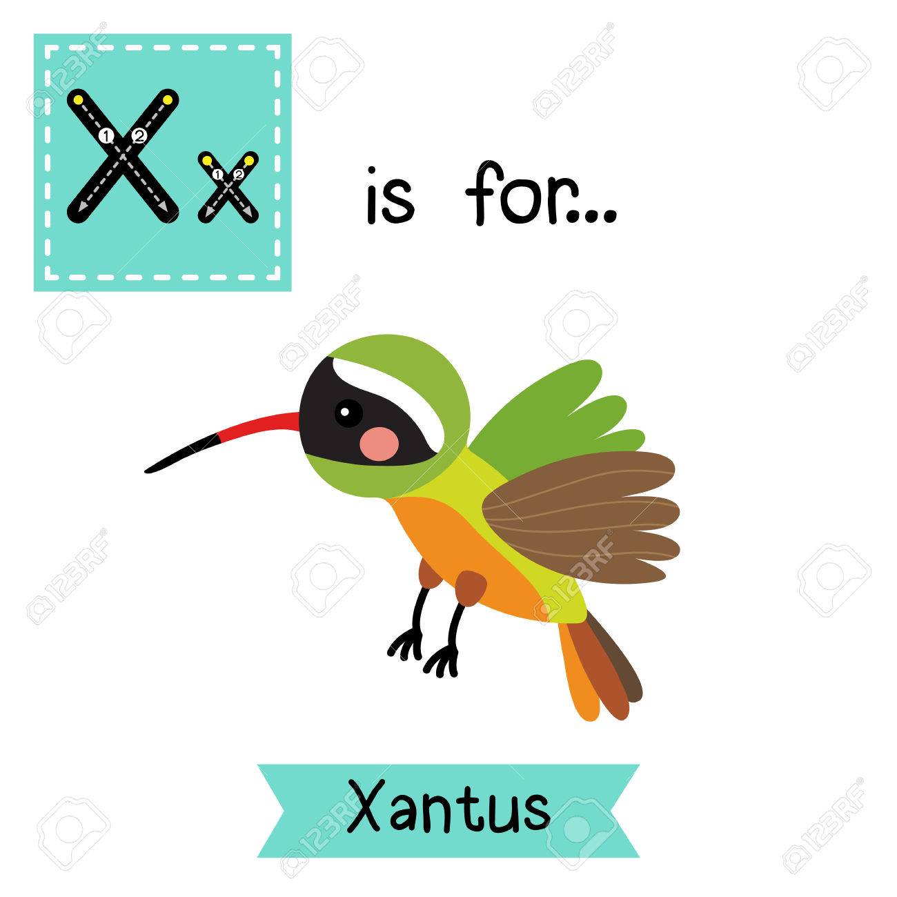 1300x1300 X Letter Tracing. Flying Xantus Hummingbird. Cute Children Zoo