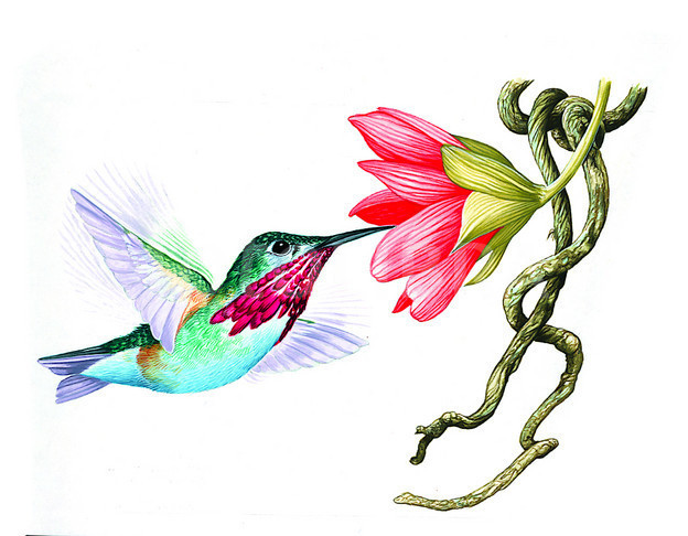 624x486 Ruby Throated Hummingbird Clip Art Ruby Throated Hummingbird