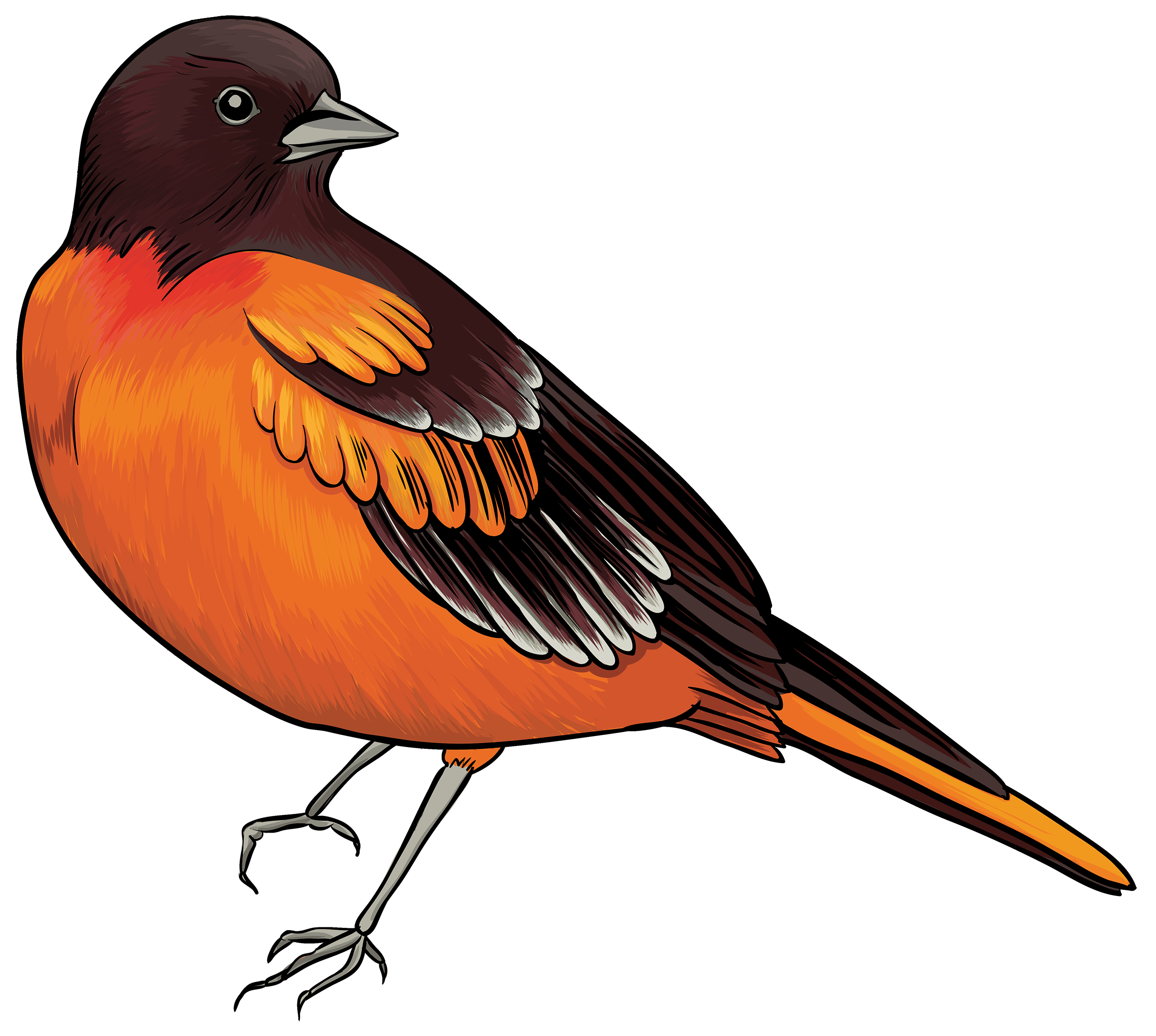 2500x2241 Orange Hummingbird Clipart, Explore Pictures