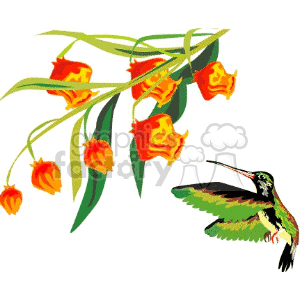 300x300 Royalty Free Green Hummingbird And Orange Flowers 130470 Vector