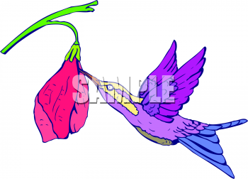 350x252 Royalty Free Hummingbird Clip Art, Bird Clipart
