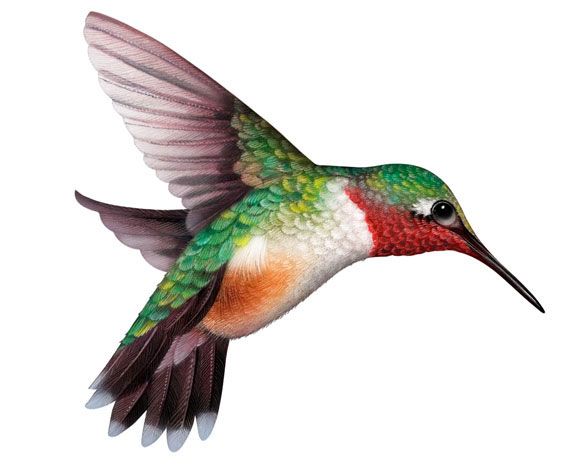 565x469 Hummingbird Clipart