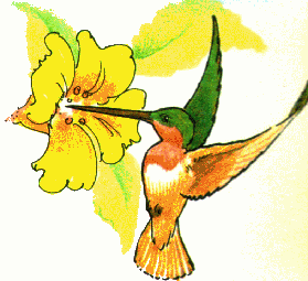 279x255 Hummingbird Clipart For Kid