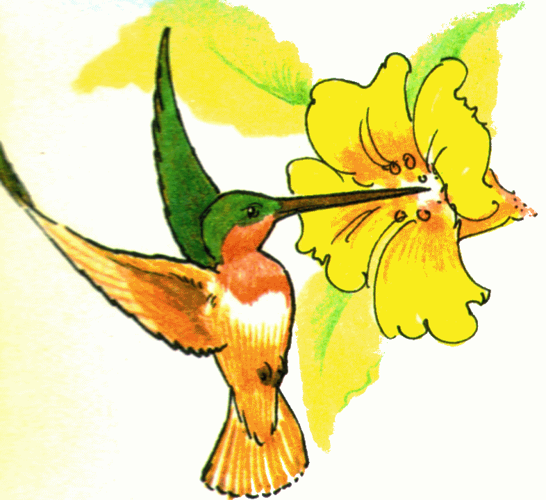 786x720 Hummingbird Clipart Free Clipart Images Image