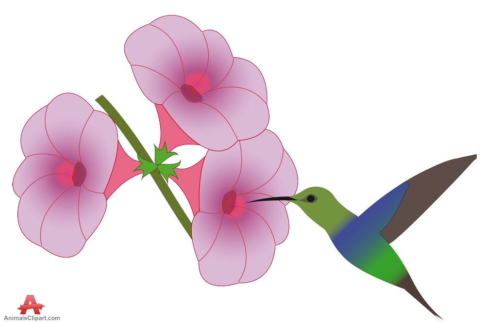 999x666 Flowers Hummingbird Clipart, Explore Pictures