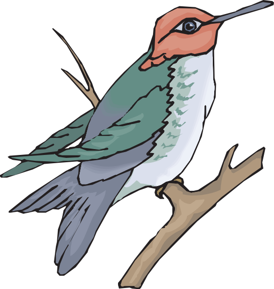 564x595 Hummingbird On A Branch Clip Art