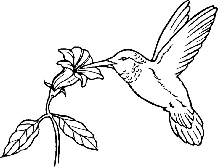 736x564 Drawn Hummingbird Majestic Bird