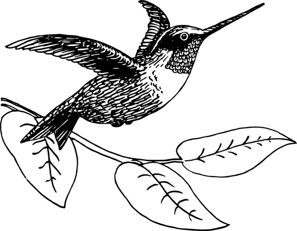 600x467 Hummingbird Free Vector In Open Office Drawing Svg ( Svg ) Vector
