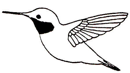 449x252 Hummingbird Video