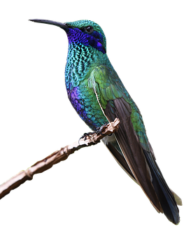 273x340 Free Photo Hummingbird Animal World Bird Tropical Nature