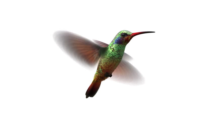 852x480 Humming Bird On White Background, 3d Animation. Set Your Own