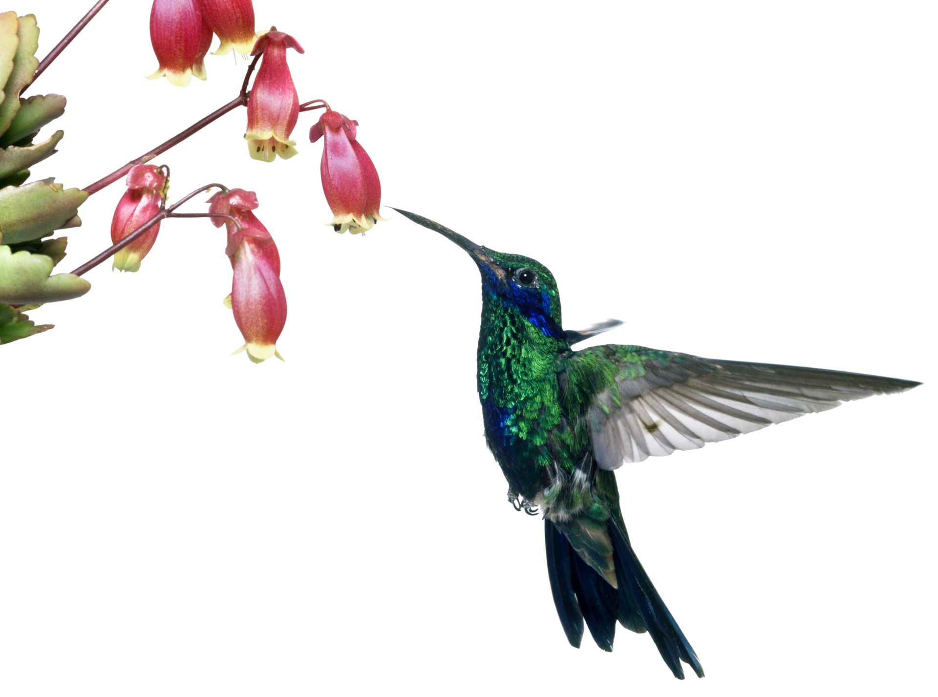 1920x1427 Hummingbird Facts Where Do Hummingbirds Live Dk Find Out