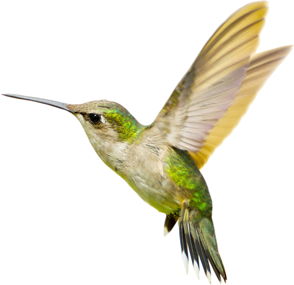 600x582 Hummingbird Png Transparent Free Images Png Only