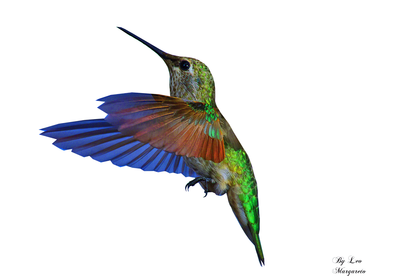 1400x960 Hummingbird Animation By Leocervas