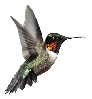 319x341 Transparent Animals