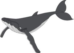 236x169 Humpback Whale Clip Art Clipart Panda