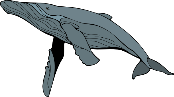600x335 Humpback Whale Clipart