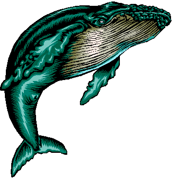 355x369 Tail Clipart Humpback Whale