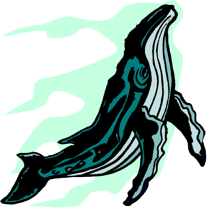 714x720 Whale Clipart Humback