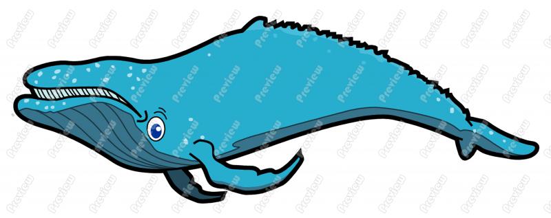 800x317 Whale Clipart Hump Back