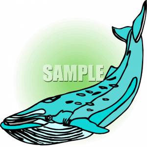 300x299 Blue Humpback Whale