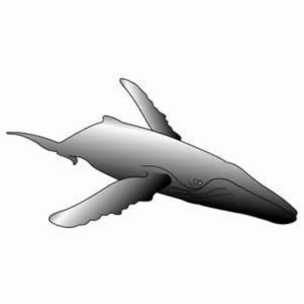 626x626 Gray Humpback Whale Clip Art In Bottom View Download Free Animal