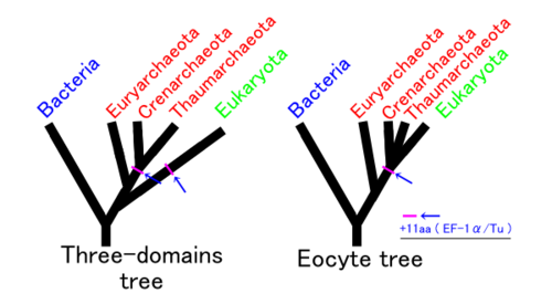 500x275 Eocyte Hypothesis