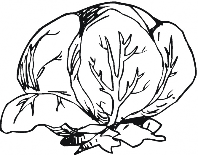 668x525 Lettuce Clipart Image
