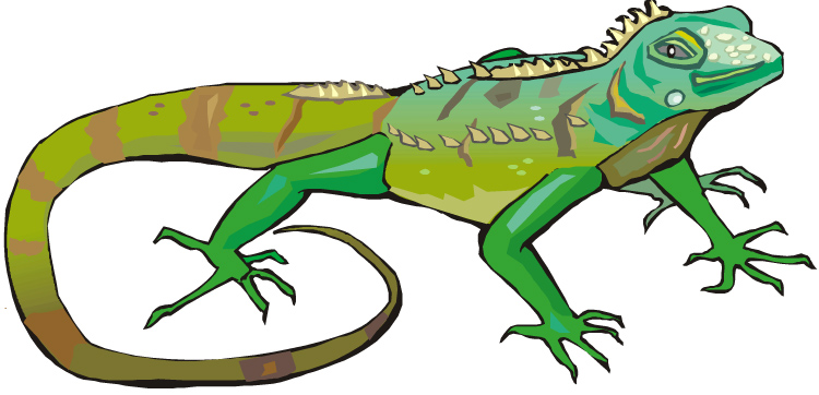 750x362 Iguana Clipart 4