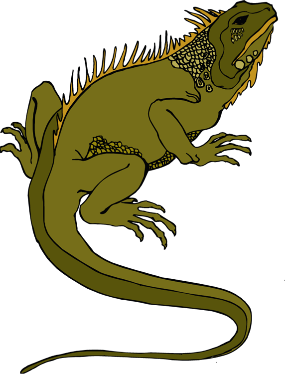 572x750 Green Iguana Cliparts 217698