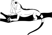210x143 Search Results For Iguana Clipart