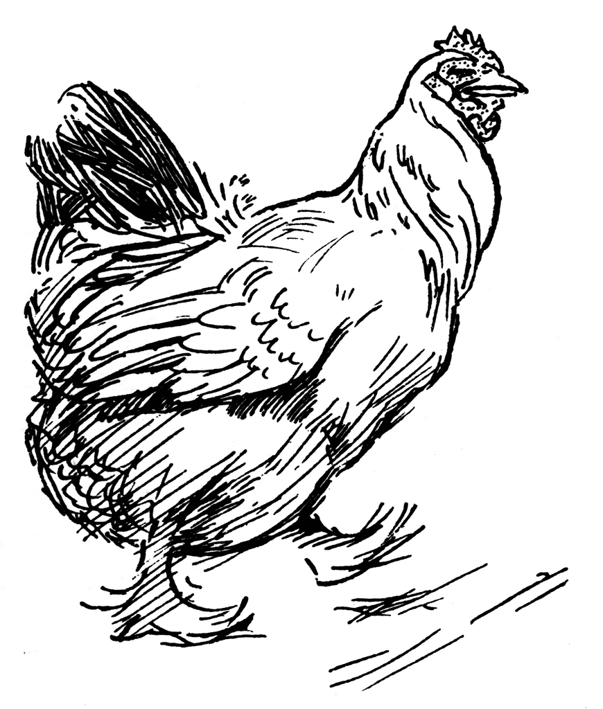 870x1024 Chicken Clipart Etc