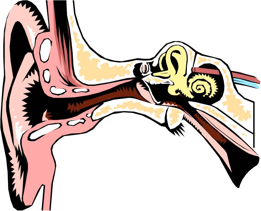 841x680 Ear Diagram Clip Art