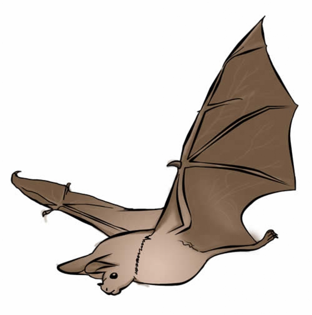1015x1024 Top 93 Bat Clipart