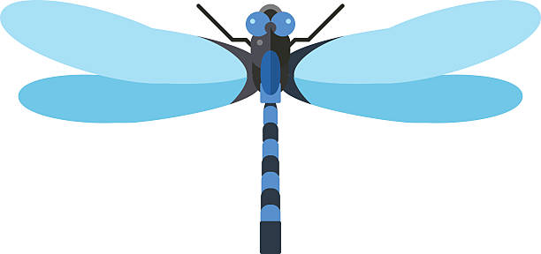 612x288 Emperor Dragonfly Clipart