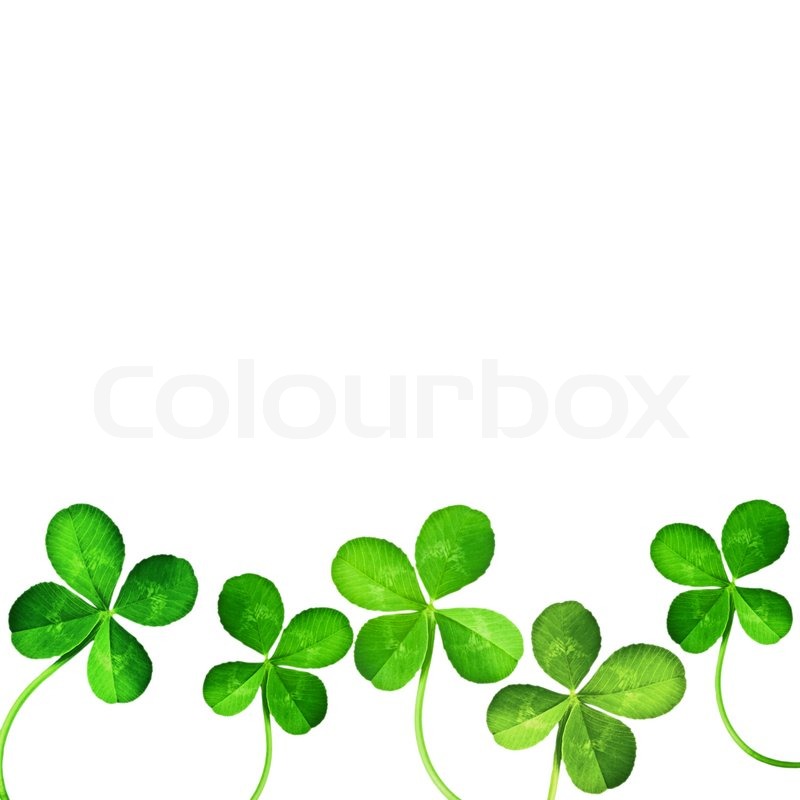 800x800 Four Leaf Clover Isolated On White Stock Photo Colourbox