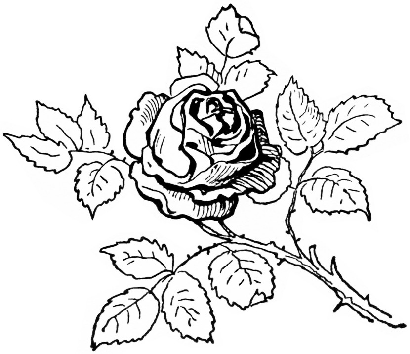 830x716 Flower Clipart Black And White