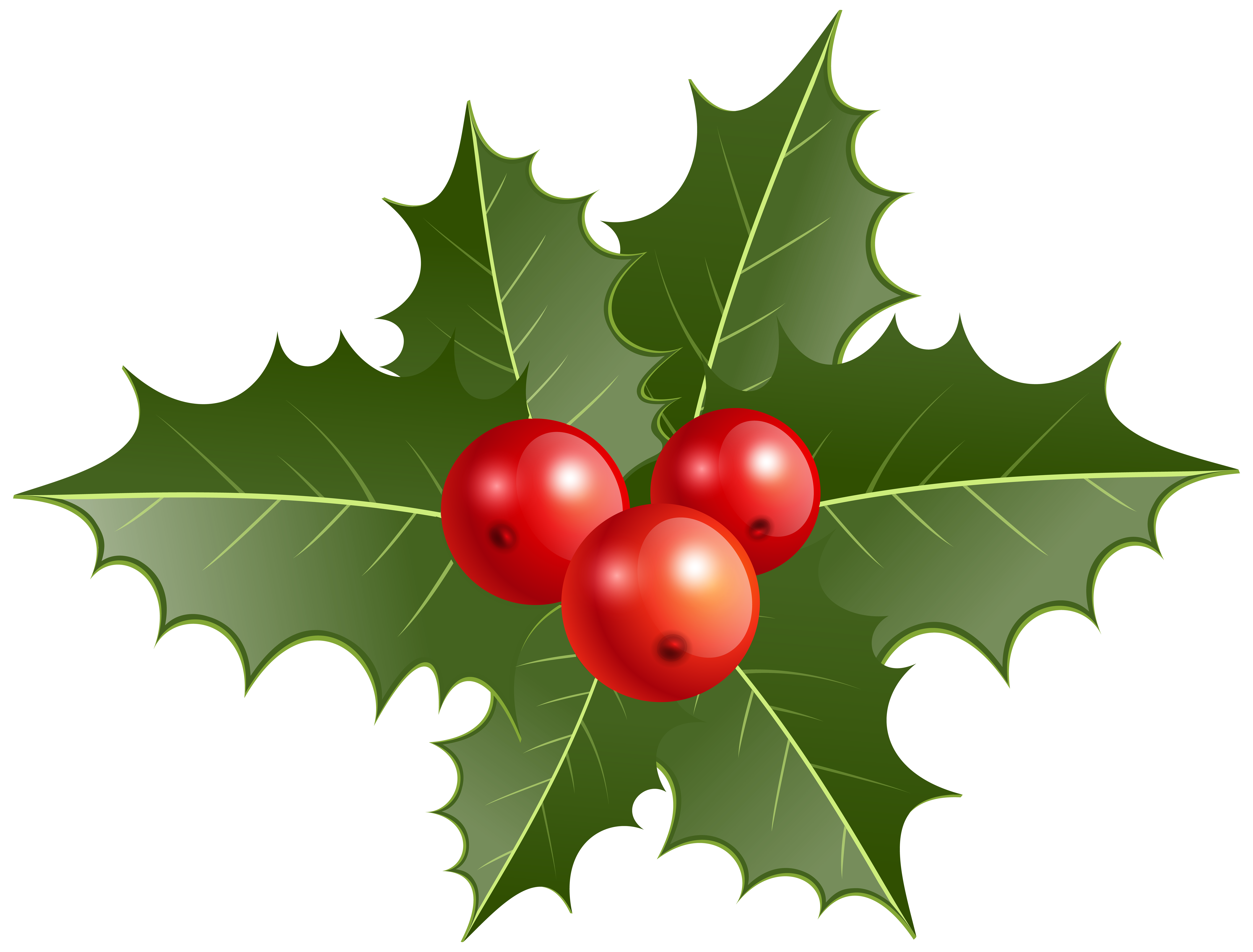 8000x6081 Christmas Holly Png Clip Artu200b Gallery Yopriceville
