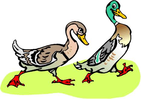 467x329 Clipart Of Ducks Collection