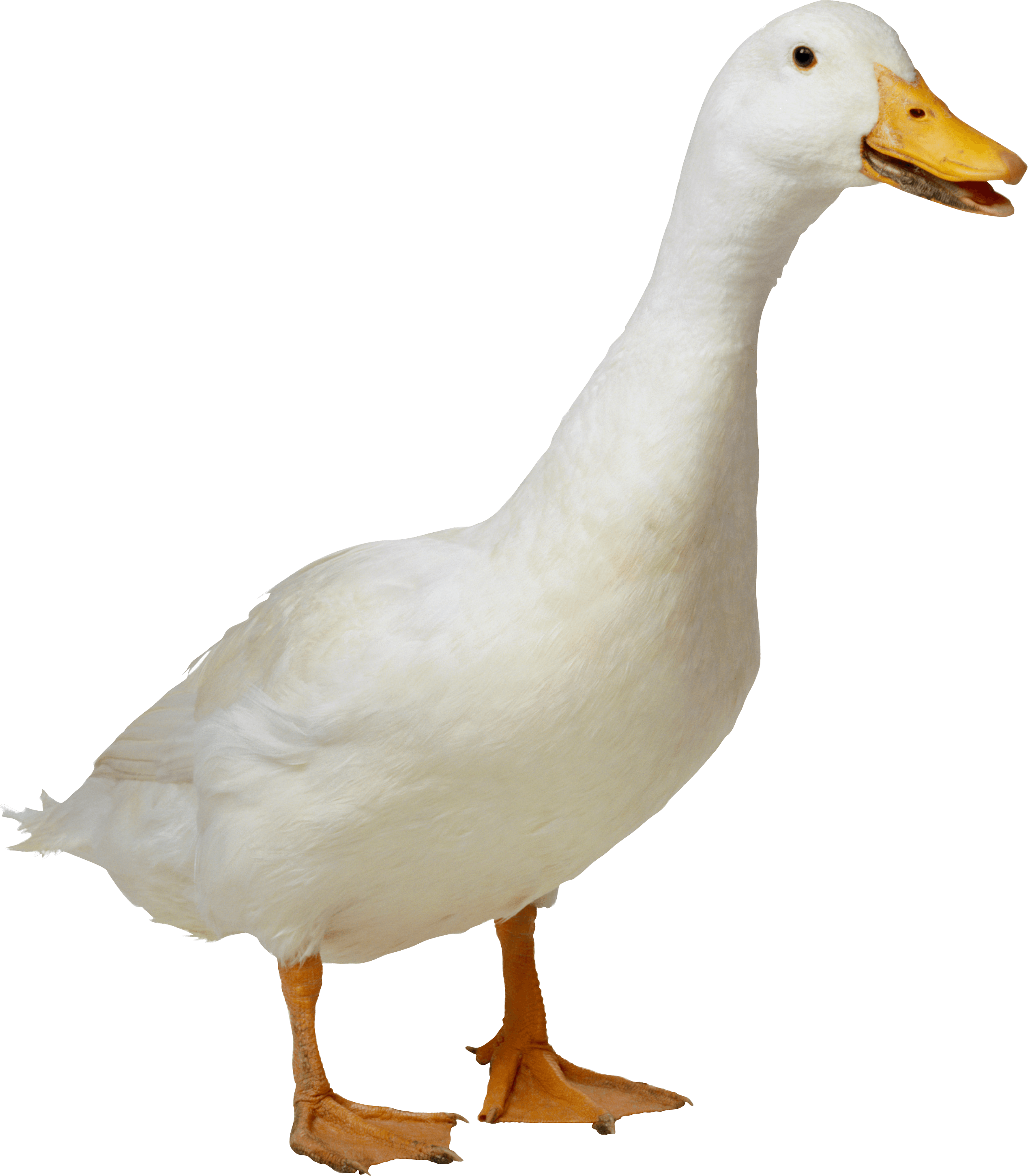 2535x2901 Green Duck Transparent Png
