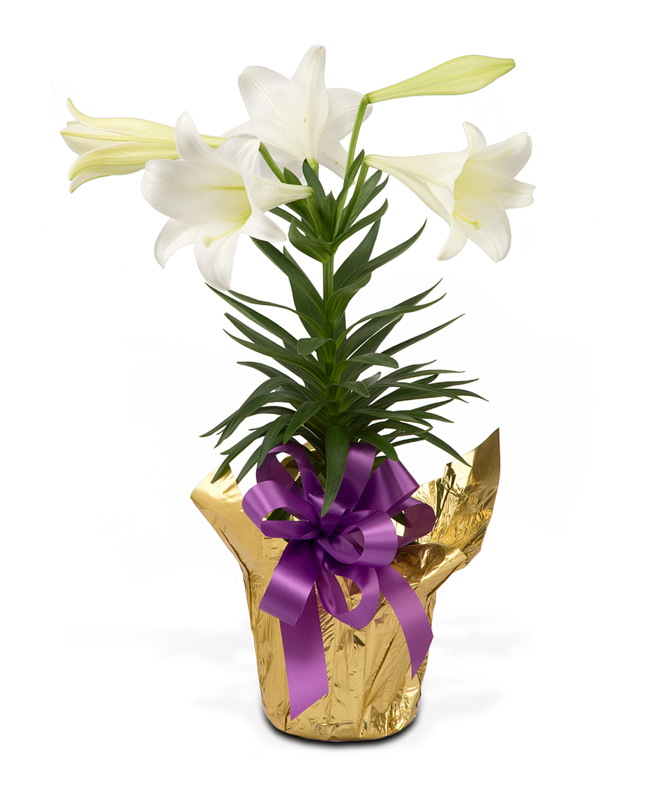 950x1140 Easter Lilies, Floral Designs Amp Gifts