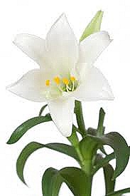 183x275 Easter Lilly Facts International