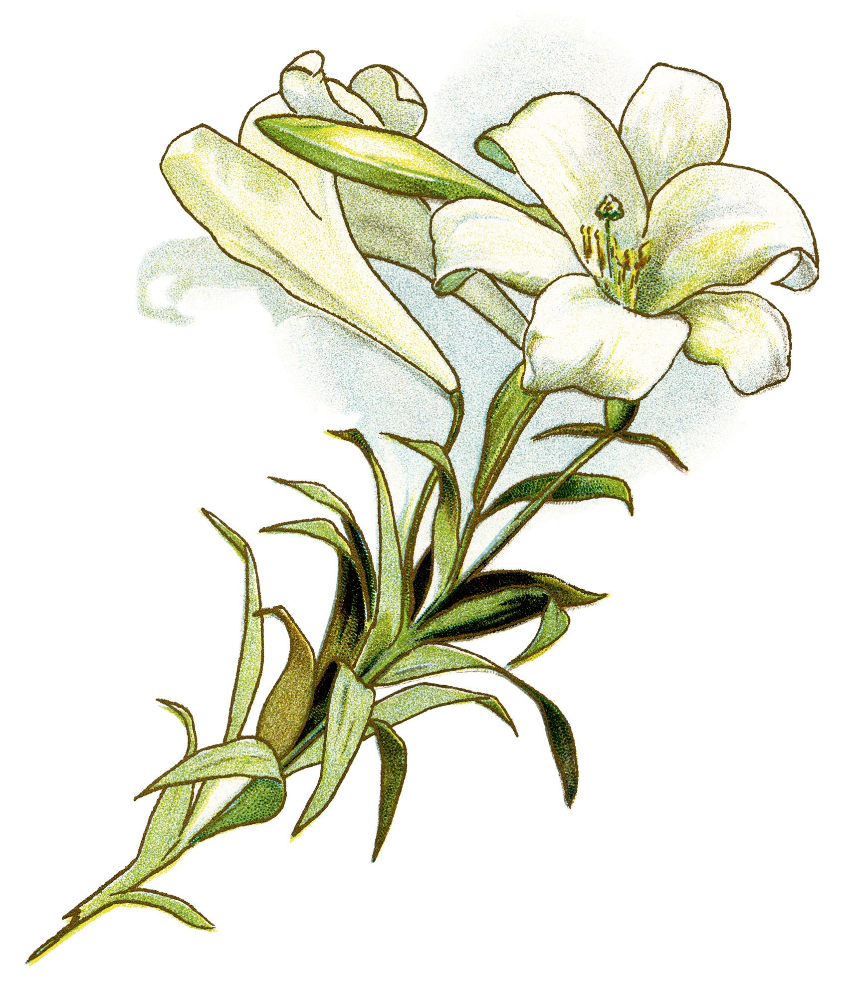 1720x1990 Lily Clipart