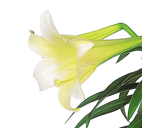 498x450 Welcome Spring With Easter Lilies