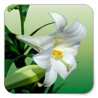 324x324 White Easter Lilies Gifts On Zazzle