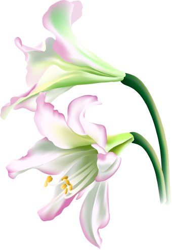 340x494 White Flower Clipart Lilly