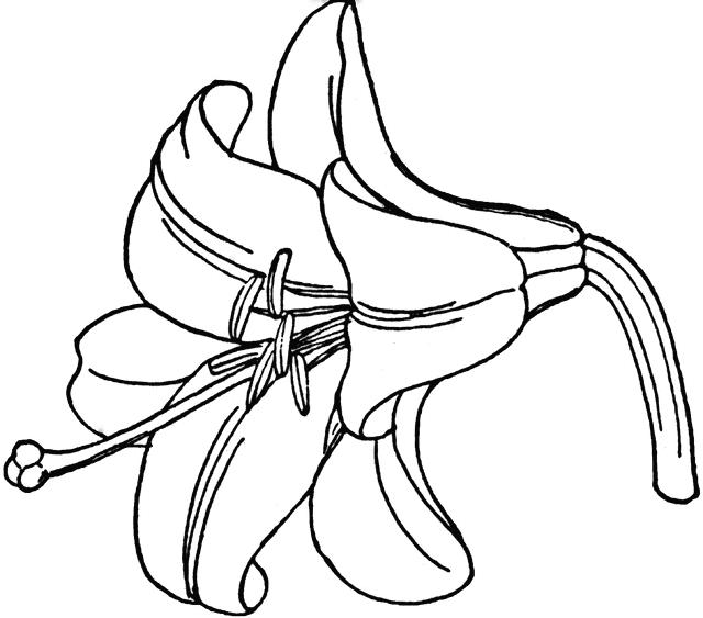 640x563 Easter Lilies Clipart Drawing