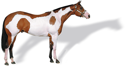 400x213 Coat Colors Apha