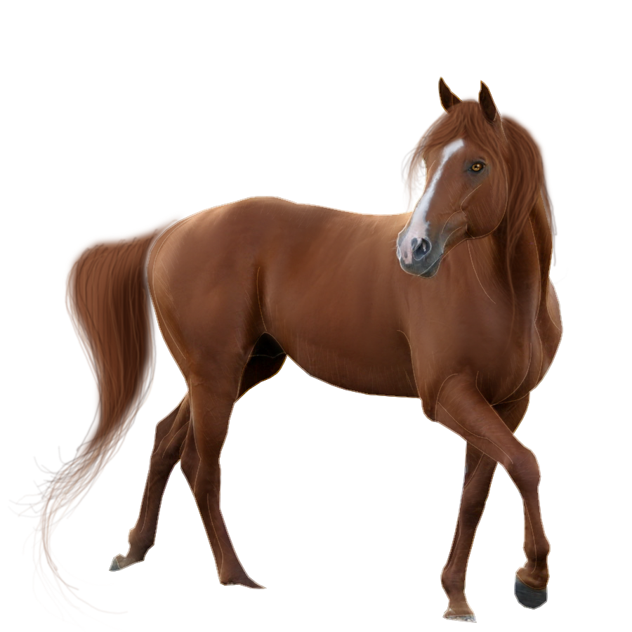 900x900 Horse Png Images Transparent Free Download